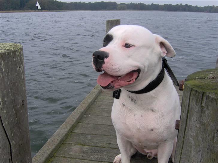 Amerikansk bulldog Tjiko *RIP* Love Ya billede 7