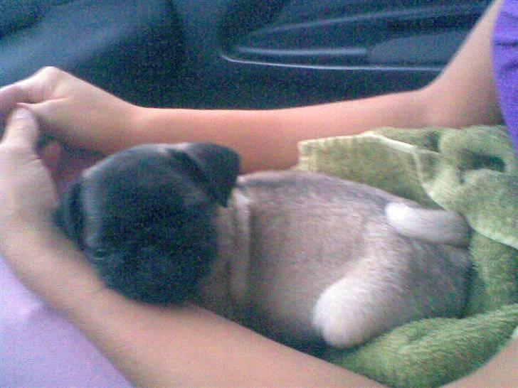 Mops Daisy billede 2