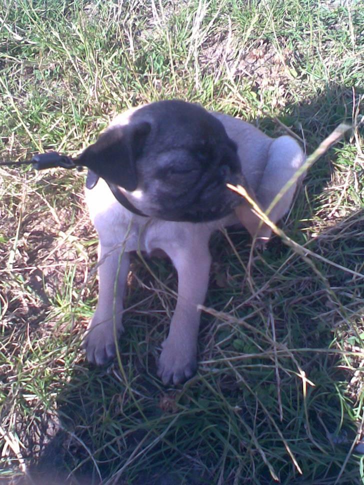 Mops Daisy billede 3