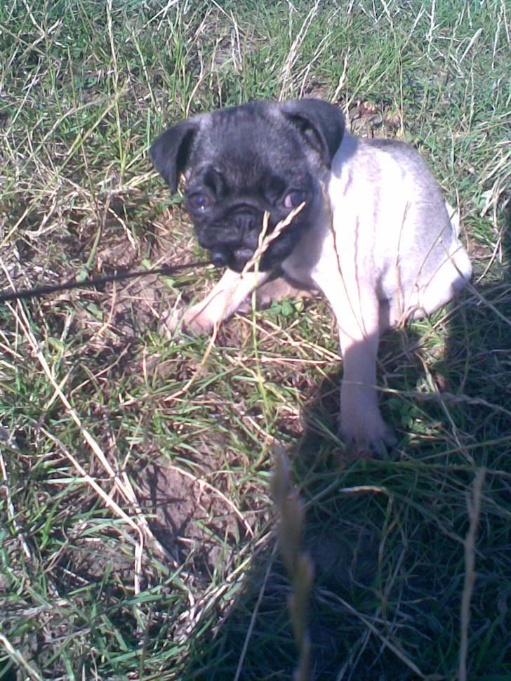 Mops Daisy billede 4