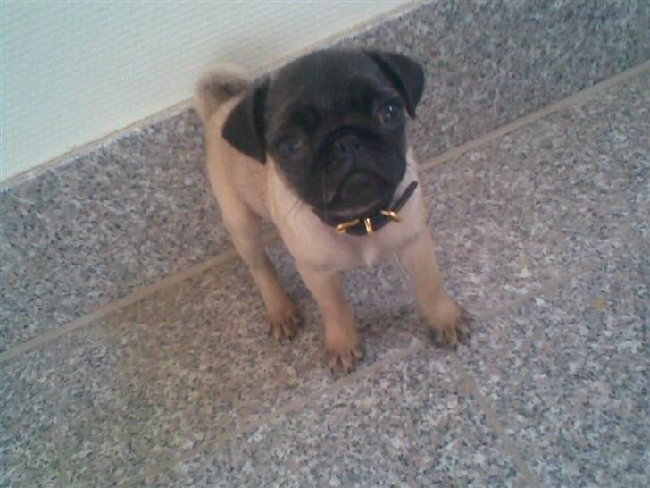 Mops Daisy billede 5