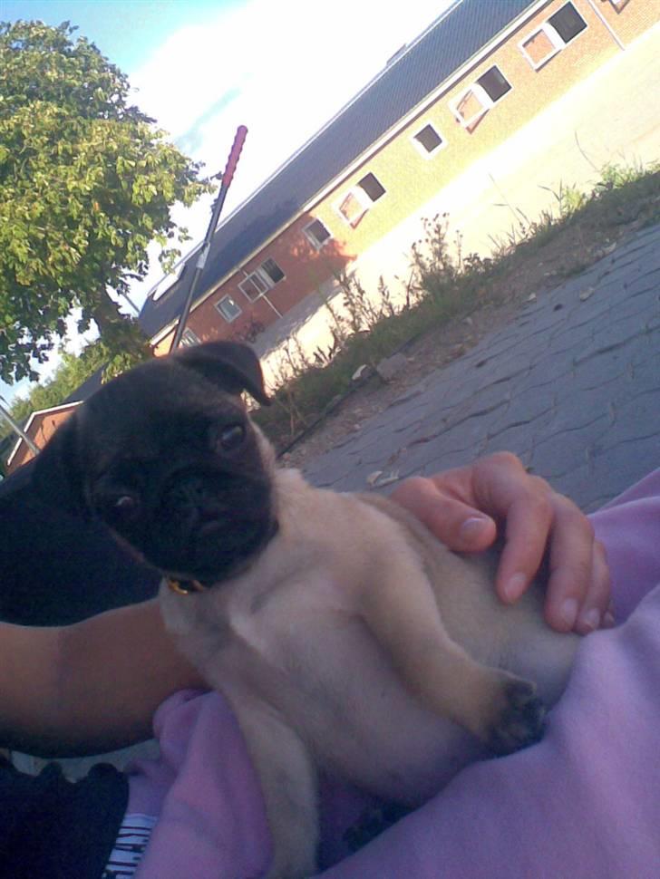 Mops Daisy billede 6