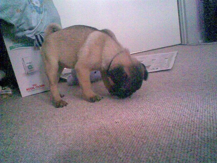 Mops Daisy billede 7