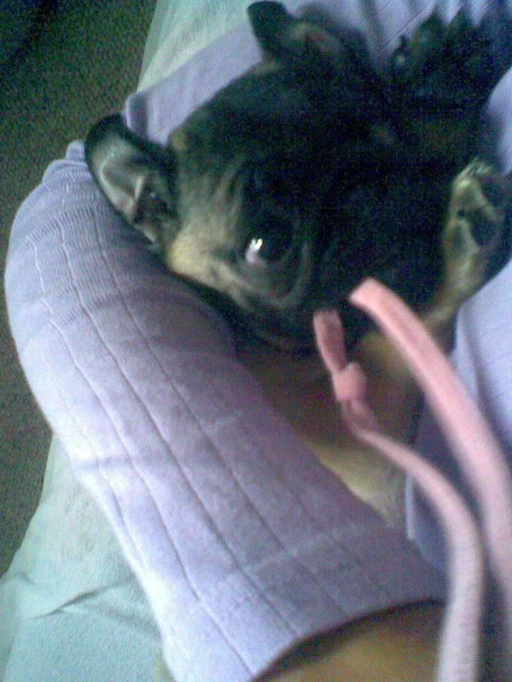 Mops Daisy billede 8