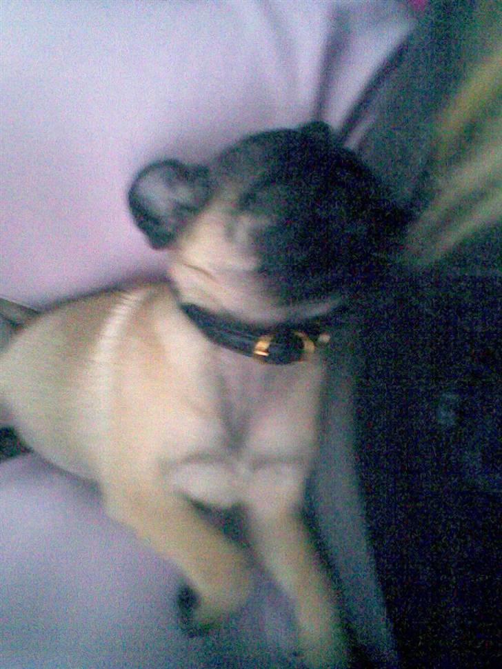 Mops Daisy billede 9