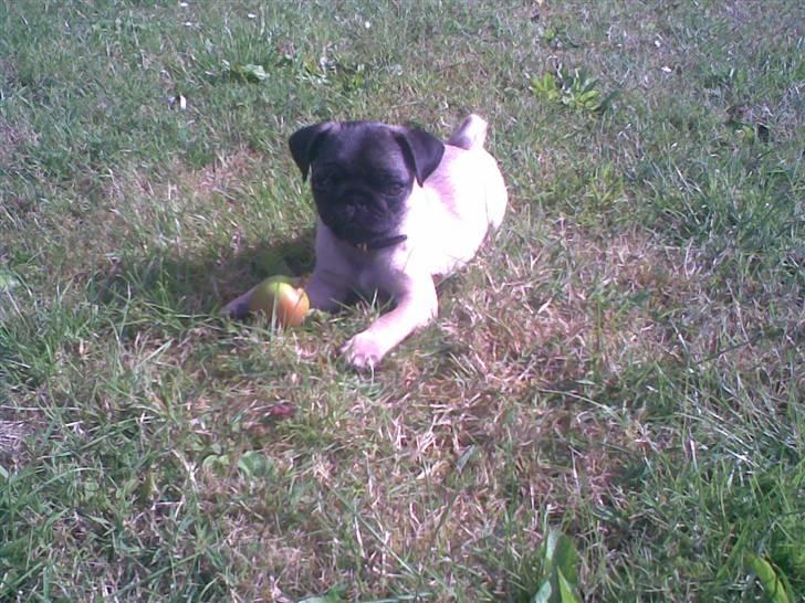 Mops Daisy billede 10