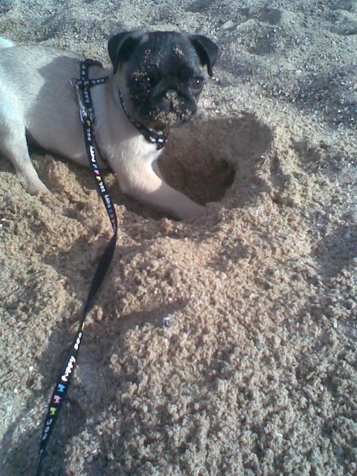 Mops Daisy billede 11