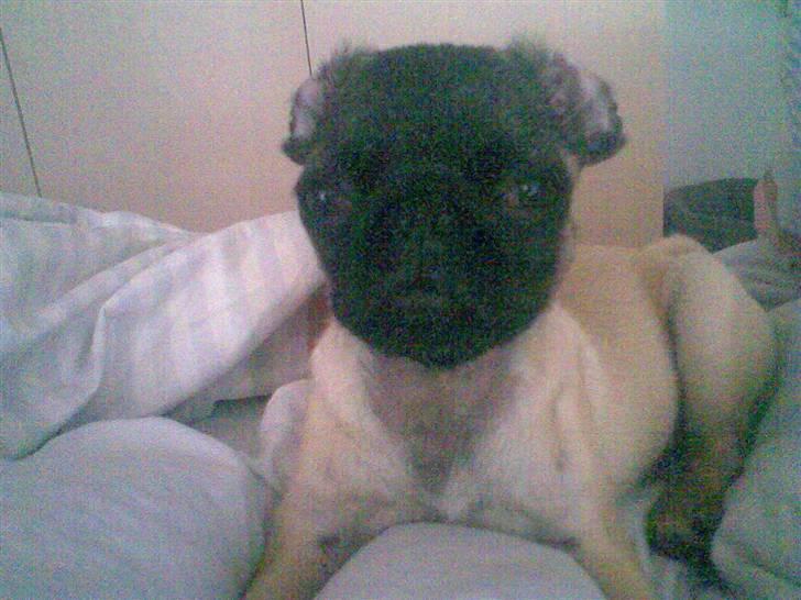 Mops Daisy billede 12