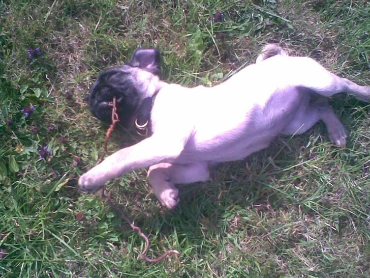 Mops Daisy billede 13