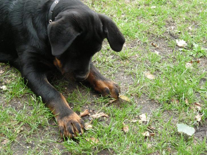 Rottweiler Guffi R.I.P 24-6-2010 billede 14