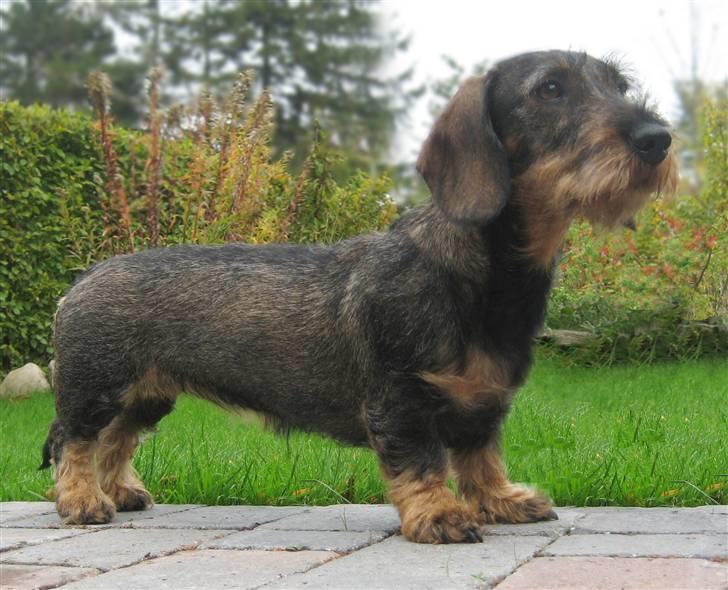 Gravhund DKBRCH(S)Toftekærets Dina - Toftekæret´s Dina den 8. oktober 2010 billede 1