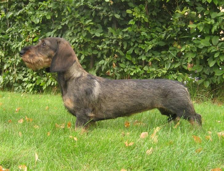 Gravhund DKBRCH(S)Toftekærets Dina billede 2