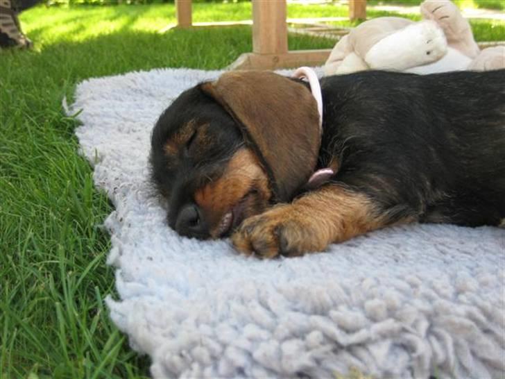 Gravhund DKBRCH(S)Toftekærets Dina - zzzzzzzzzzzzzzzzzzzzzzz billede 3