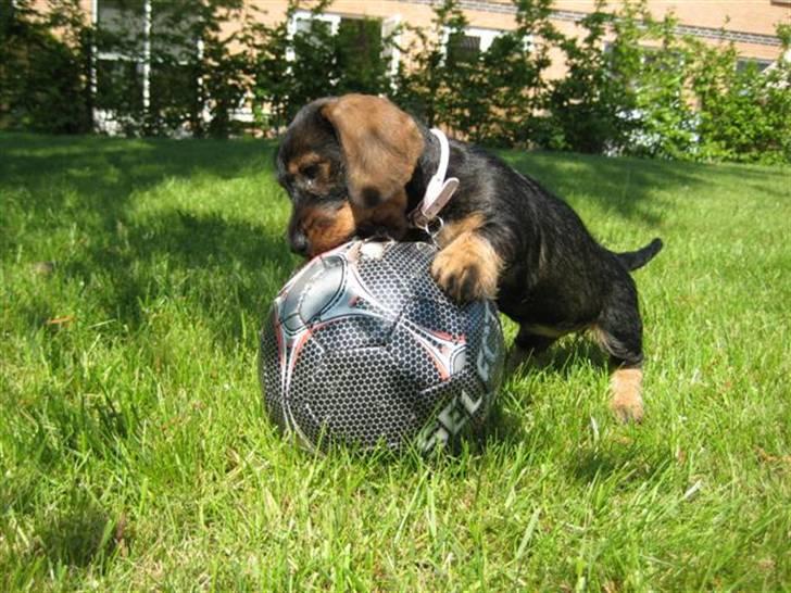 Gravhund DKBRCH(S)Toftekærets Dina billede 4