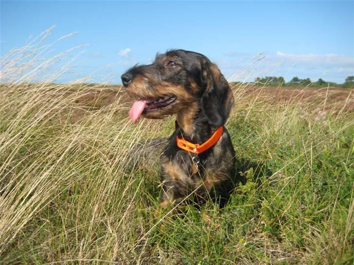 Gravhund DKBRCH(S)Toftekærets Dina billede 5