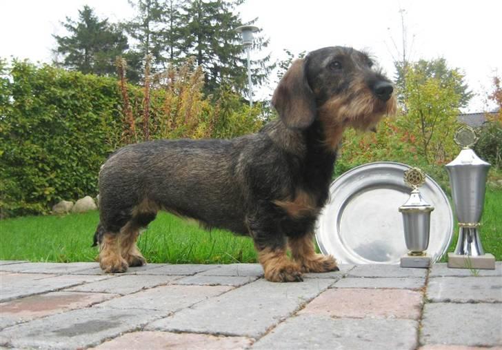 Gravhund DKBRCH(S)Toftekærets Dina - Toftekæret´s Dina den 8. oktober 2010 billede 6