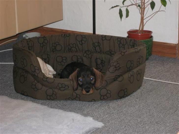 Gravhund DKBRCH(S)Toftekærets Dina - det her er min seng (red: ud af mange!) billede 7