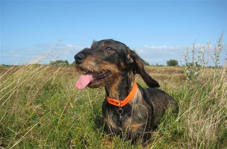 Gravhund DKBRCH(S)Toftekærets Dina - weeeeeeeee billede 8