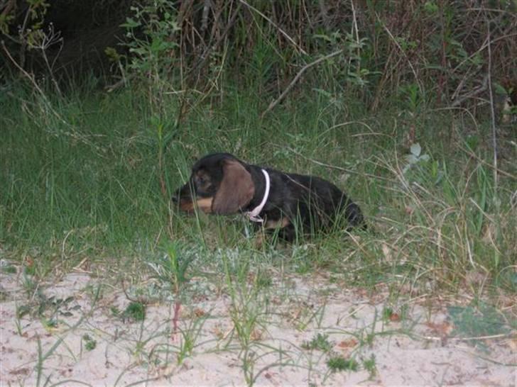 Gravhund DKBRCH(S)Toftekærets Dina - snuse snuse snuse billede 9