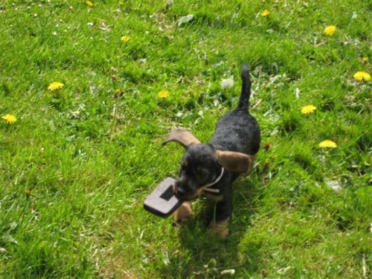 Gravhund DKBRCH(S)Toftekærets Dina - weeeeeeeee billede 10