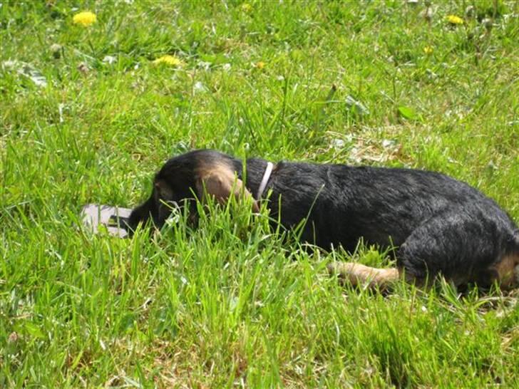 Gravhund DKBRCH(S)Toftekærets Dina - namse namse billede 11