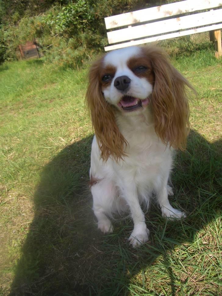 Cavalier king charles spaniel Fluffy billede 14