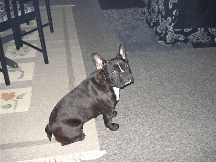 Fransk bulldog Freja billede 2