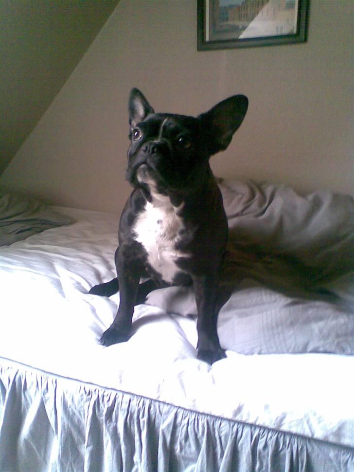 Fransk bulldog Freja billede 3