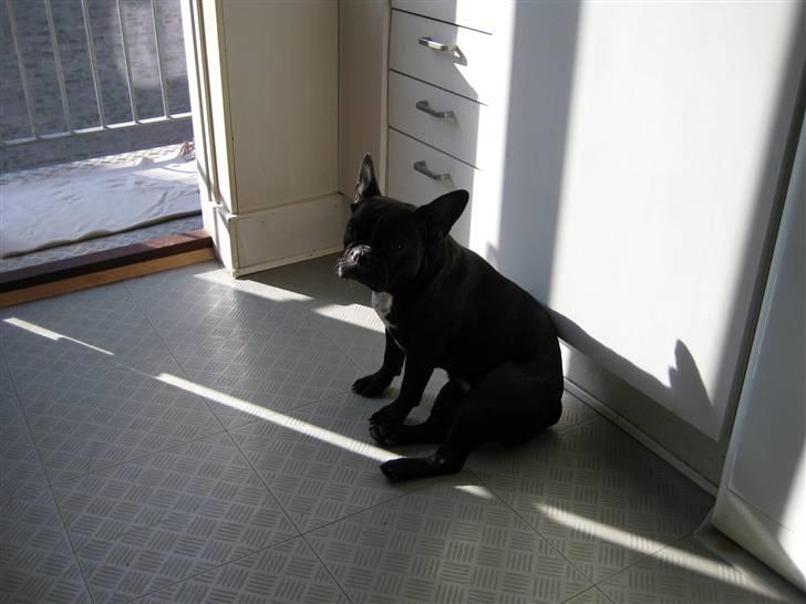 Fransk bulldog Freja billede 4