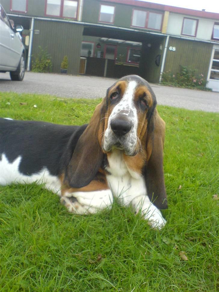 Basset hound bastian RIP <3 - heej hej  billede 15
