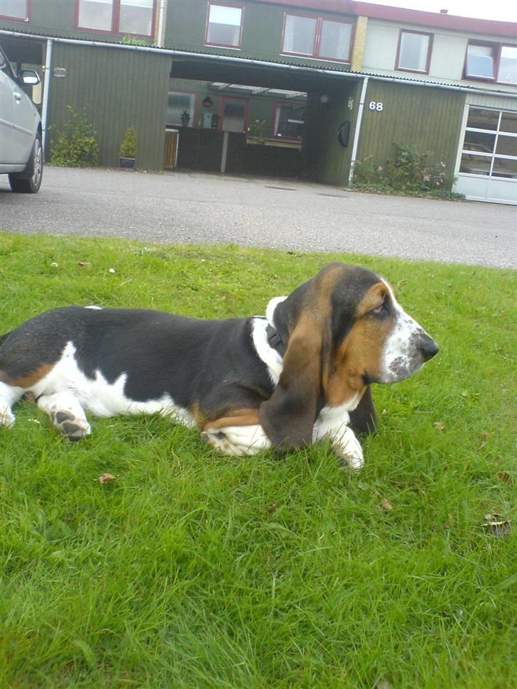 Basset hound bastian RIP <3 - .. billede 16