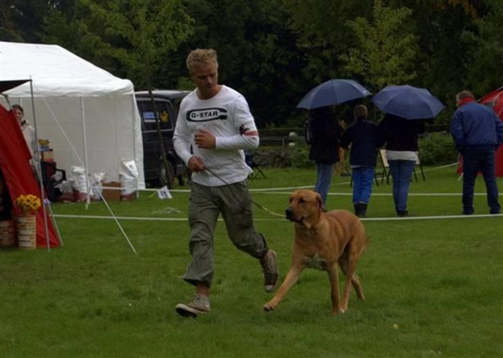 Broholmer cæsar - far og cæsar billede 7