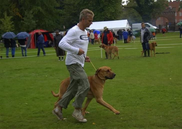 Broholmer cæsar - cæsar og far igen billede 10