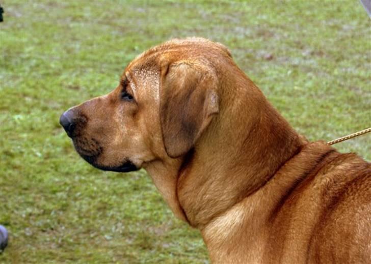 Broholmer cæsar - flot profil: billede 11