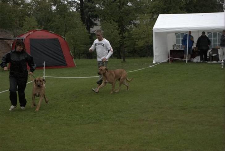 Broholmer cæsar - så er vi i gang igen ... billede 14