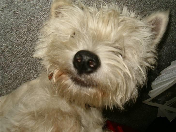 West highland white terrier Abraham Lincoln billede 1