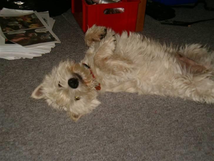 West highland white terrier Abraham Lincoln billede 2