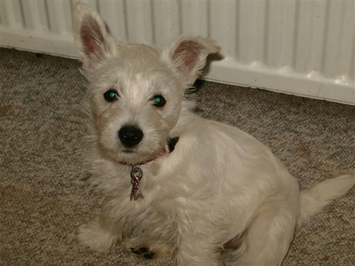 West highland white terrier Abraham Lincoln billede 3