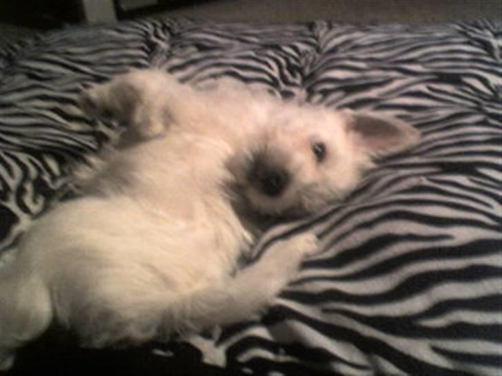 West highland white terrier Abraham Lincoln billede 4