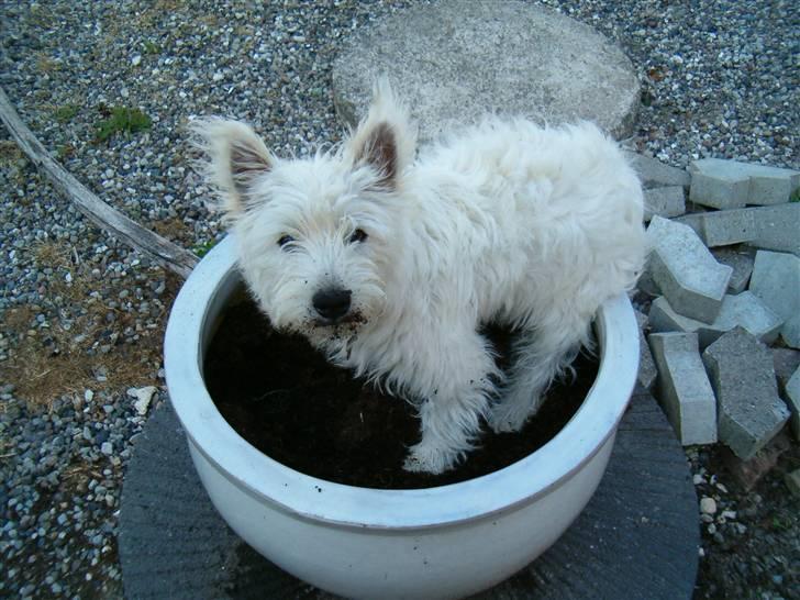 West highland white terrier Abraham Lincoln billede 5