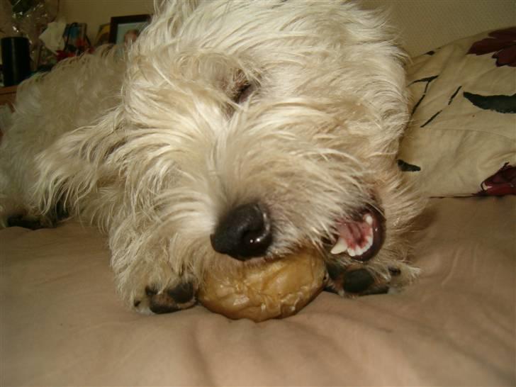 West highland white terrier Abraham Lincoln billede 6