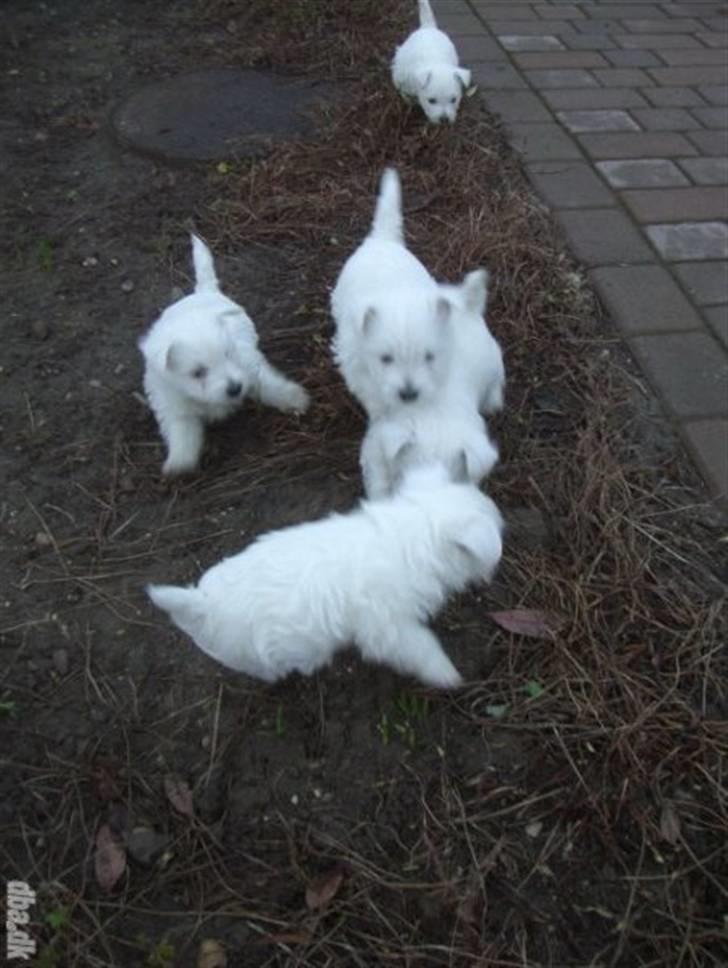 West highland white terrier Abraham Lincoln billede 7