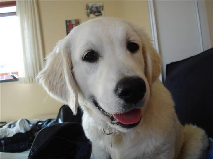 Golden retriever Tilde - Tildepigen<3 billede 1