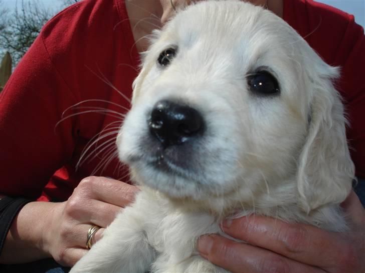 Golden retriever Tilde - første møde :) billede 2