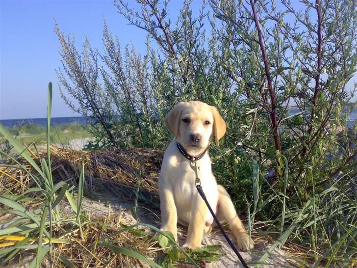 Labrador retriever felix billede 10