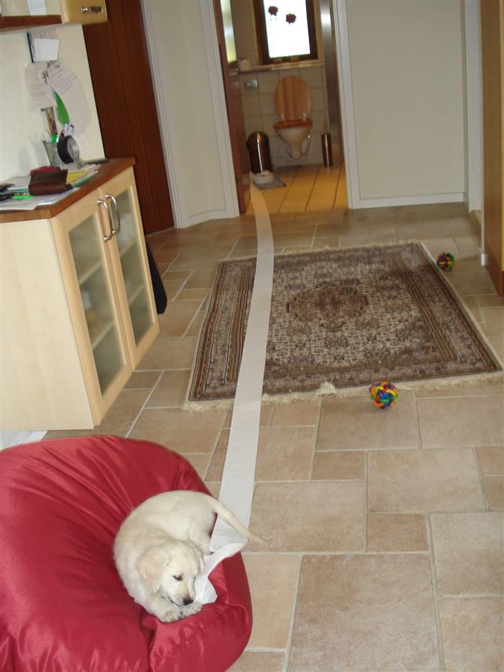 Golden retriever Tilde - se mor! er jeg ikke dygtig? - tilde 2½ måned billede 3