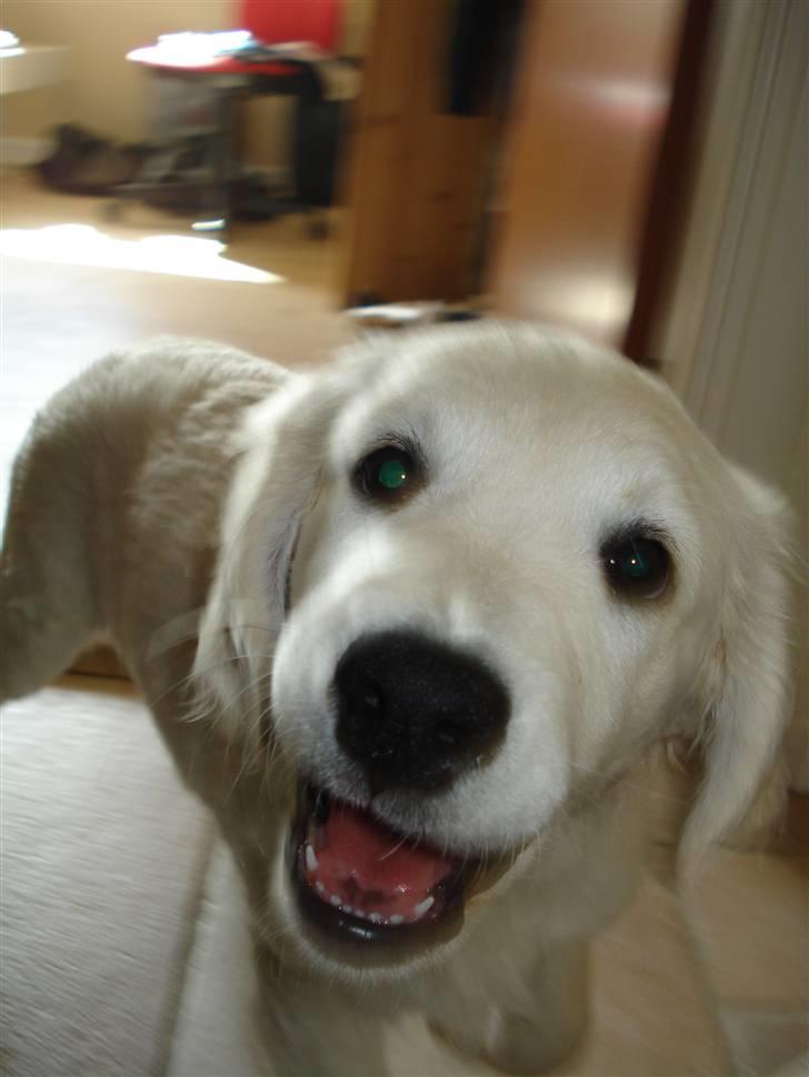 Golden retriever Tilde - jeg er glad idag! billede 4