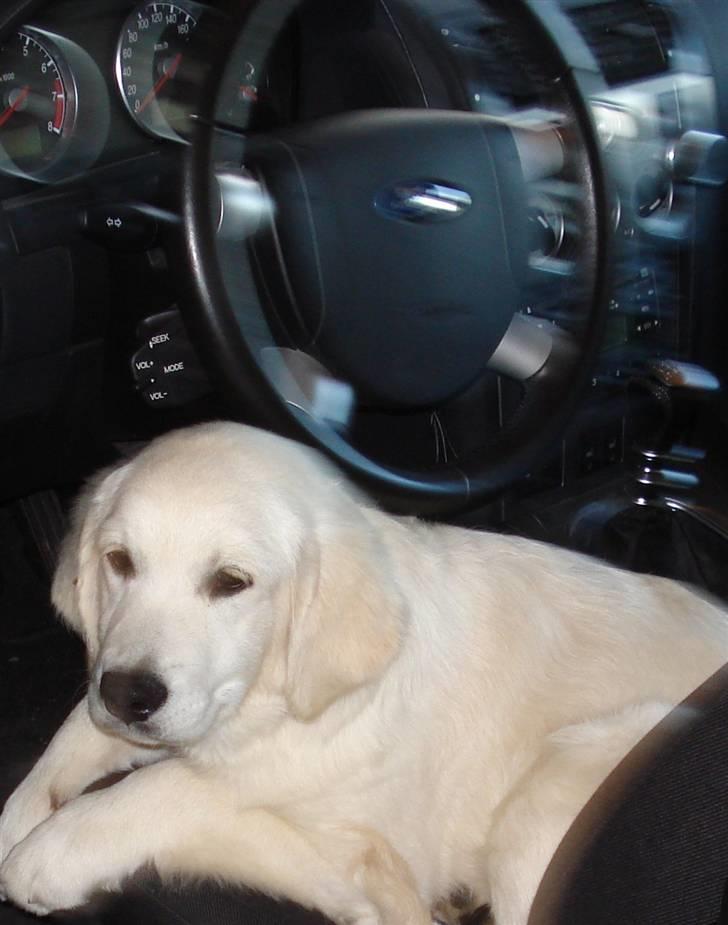 Golden retriever Tilde - ej, hvorfor vækkede i mig? jeg sov lige så godt! billede 5