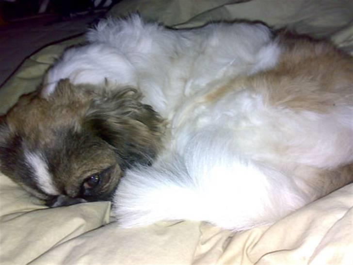 Blanding af racer Ina - Rævesøvn;) billede 7