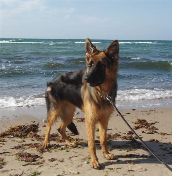 Schæferhund Normanners Opasia billede 1